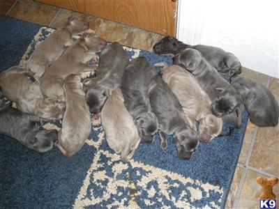Labrador Retriever Puppies in TX